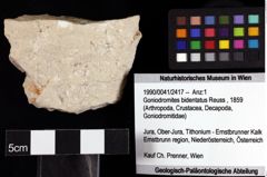 Foto (Objket + Etiketten) von Goniodromites bidentatus (Reuss, 1859) 